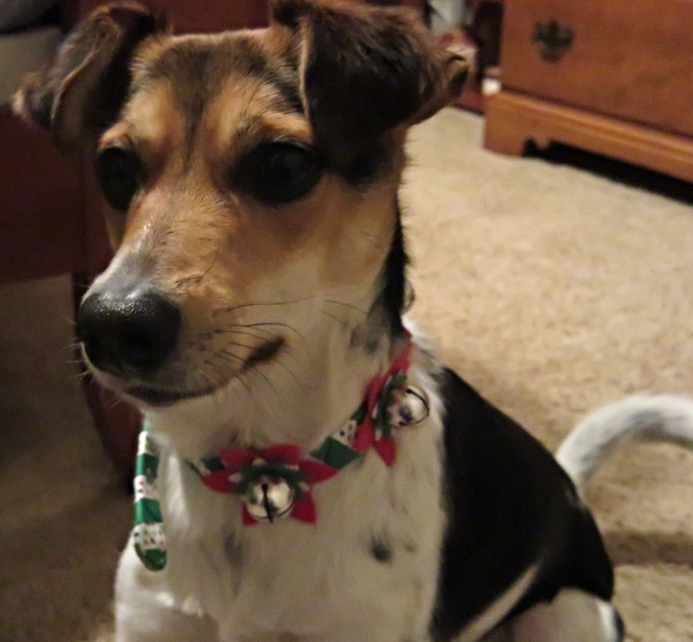 Pixie's Christmas collar, that jingles as she prances. And yes it is a little too big on her, but she doesn't seem to mind until she is ready to go to bed.