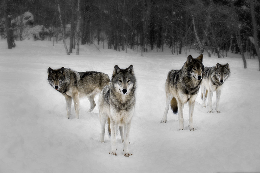 Learning Leadership Through Nature: The Wolf Pack