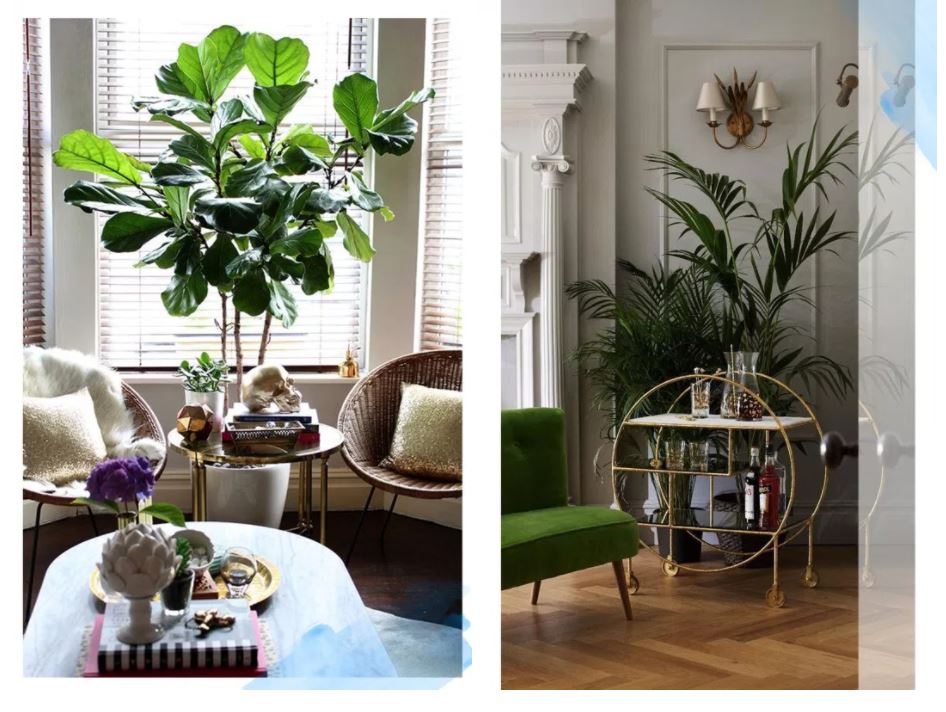 Ways to Add an Oversized Plant in Your Home